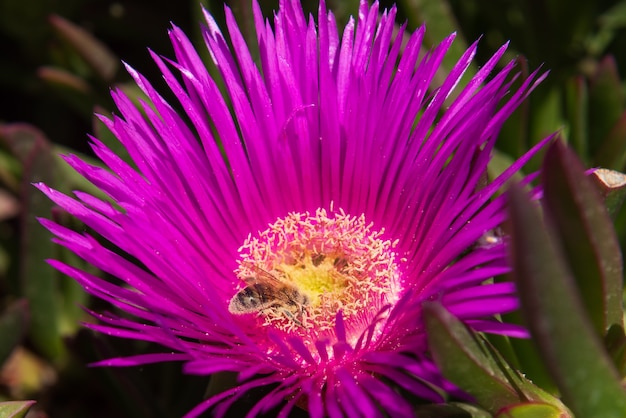 Een bij bestuift een bloem en verzamelt honing