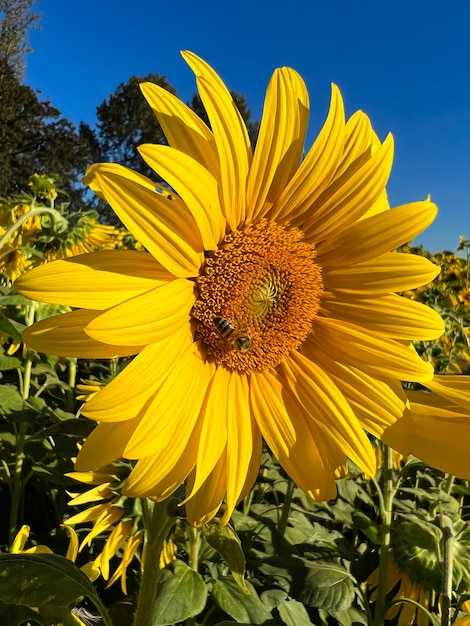 een bij bestuift een zonnebloem close-up in een veld met zonnebloemen