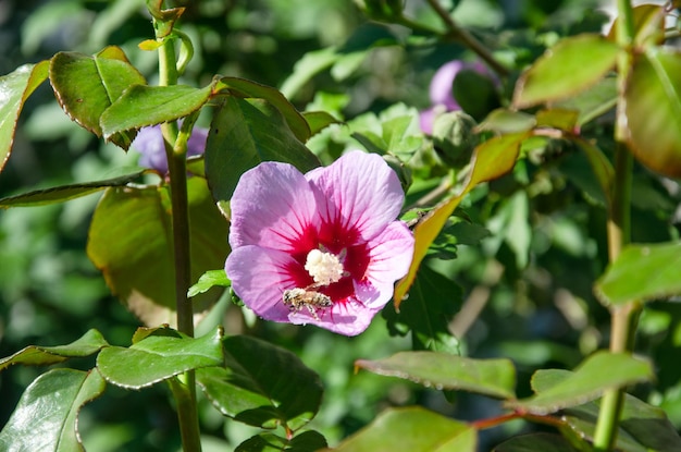 Een bij bestuift hibiscus op een zonnige dag.