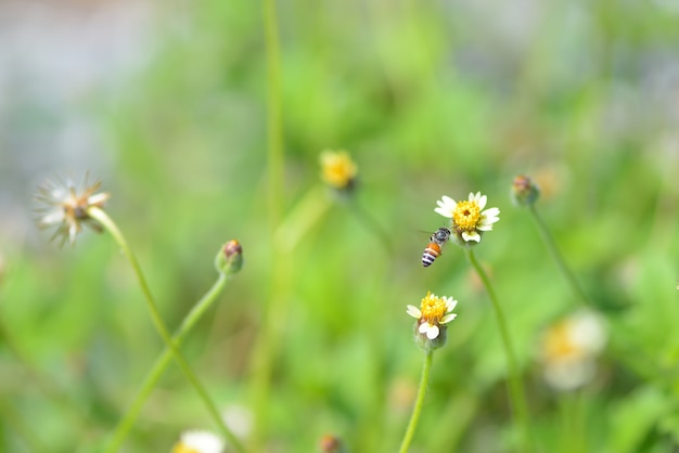 een bij die naar de mooie bloem vliegt