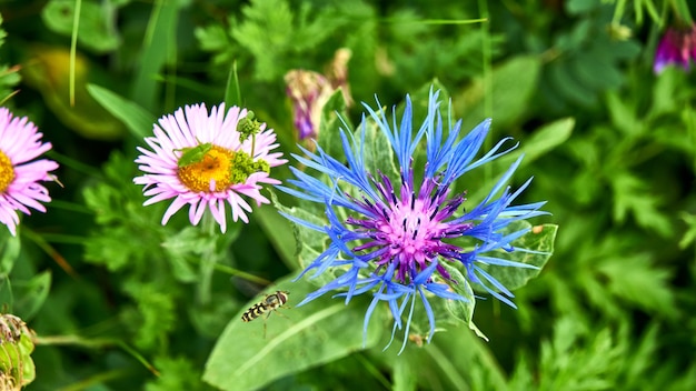 Een bij die nectar verzamelt van blauwe bloem. Sotsji