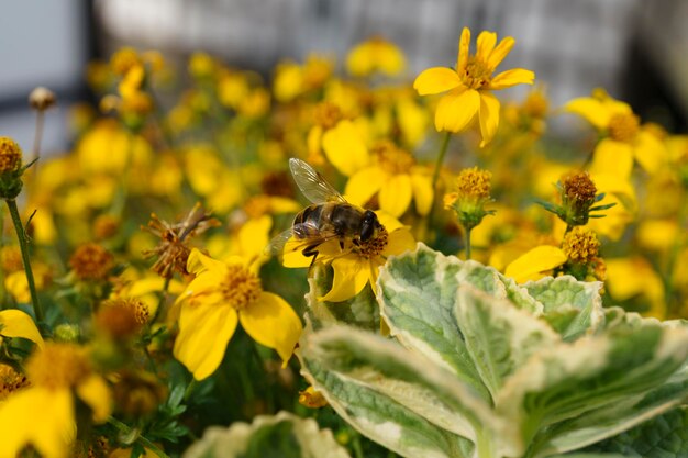 Een bij drinkt nectar van bloemen in een bloembed