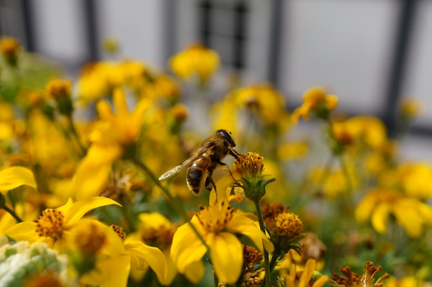 Een bij drinkt nectar van bloemen in een bloembed