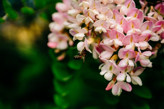 Foto een bij oogst nectar op een roze acaciabloem