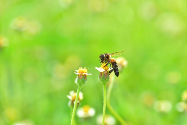 een bij op de mooie bloem