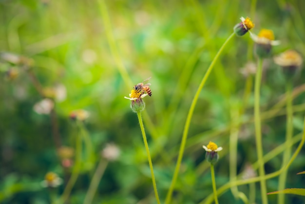 een bij op de mooie bloem