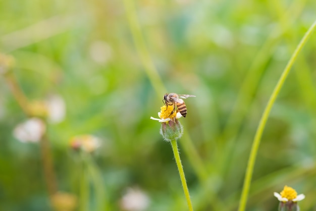 een bij op de mooie bloem