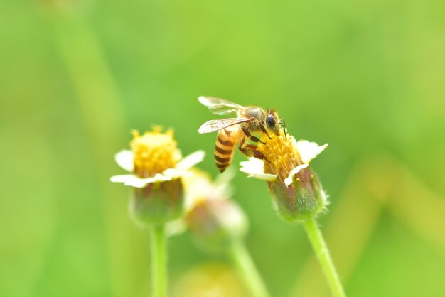 een bij op de mooie bloem