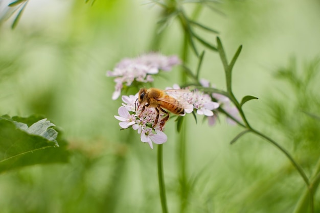 Een bij op een bloem in de tuin