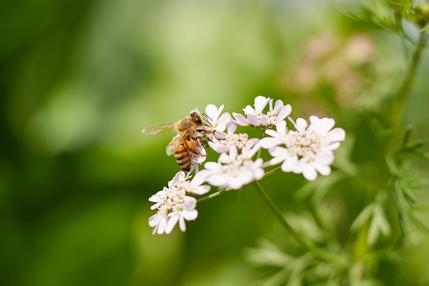 Een bij op een bloem met een groene achtergrond