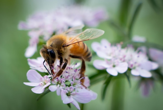 Een bij op een bloem met een groene achtergrond