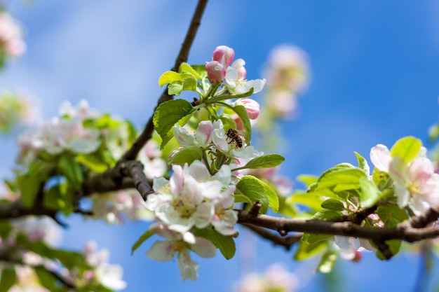 Een bij op een boom met een blauwe lucht op de achtergrond