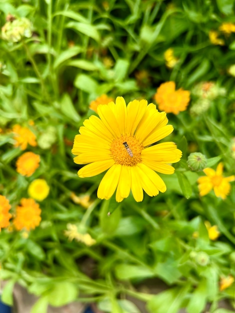 Een bij op een gele bloem in een bloemenveld