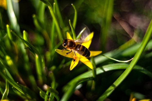 Een bij op een gele bloem met het woord bij erop