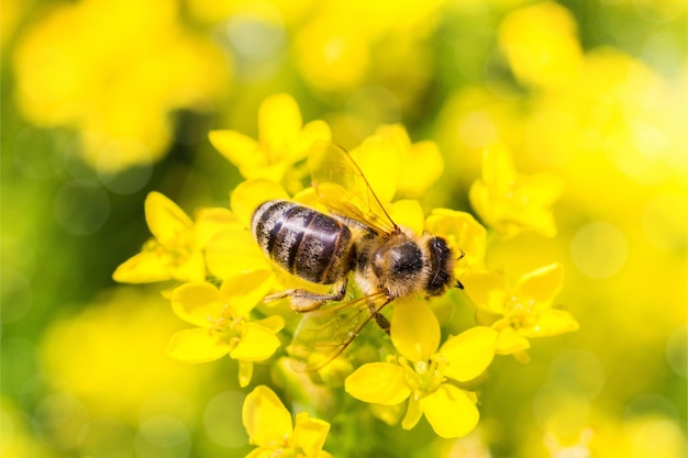 een bij op een gele bloem