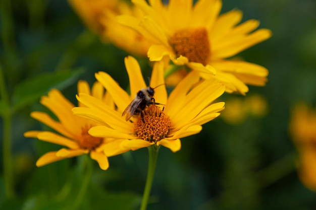 een bij op een gele bloem