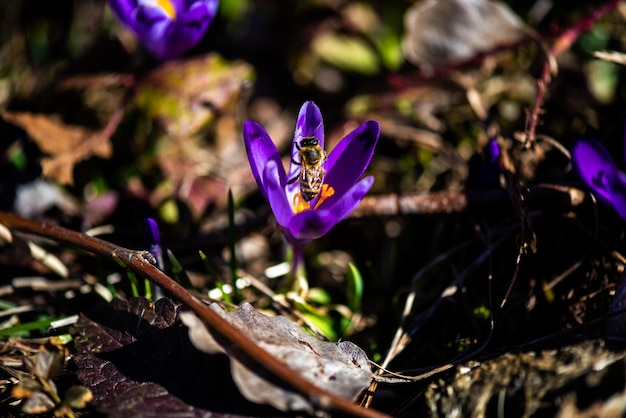 Een bij op een krokusbloem