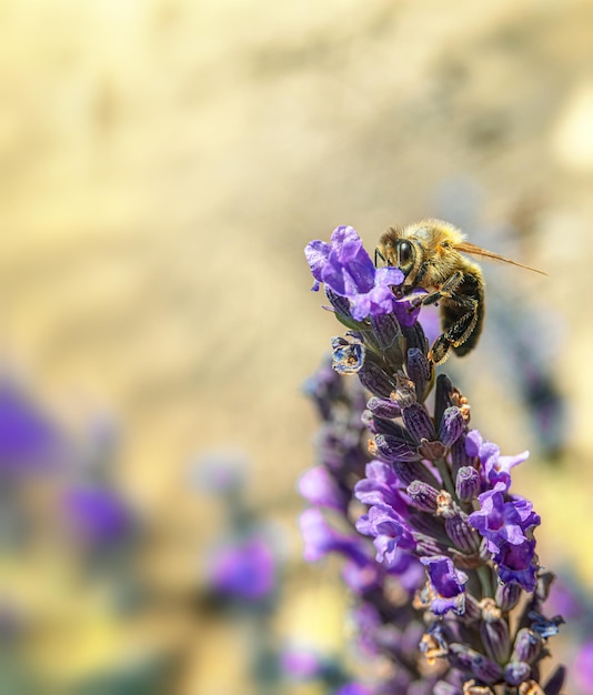 Een bij op een lavendelbloem en een wazige natuurlijke zandkleurachtergrond Selectieve zachte focus