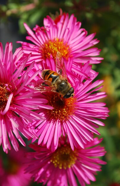 Een bij op een roze bloem met een geel hart.