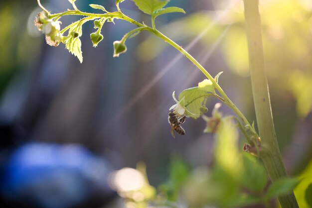 Een bij op een tomatenplant waar de zon op schijnt