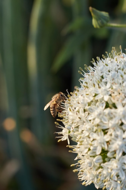 Een bij op een witte bloem