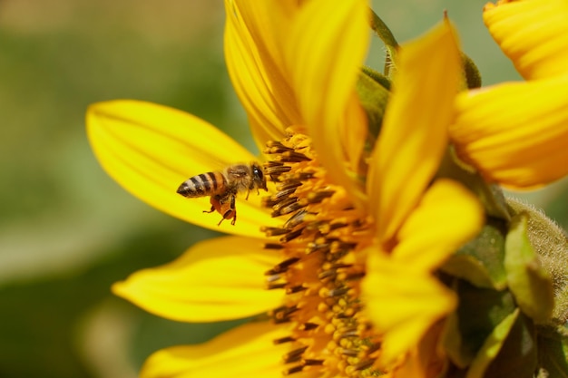 Een bij op een zonnebloem wordt omringd door andere bijen.