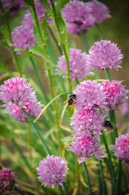 een bij op wilde bloemen