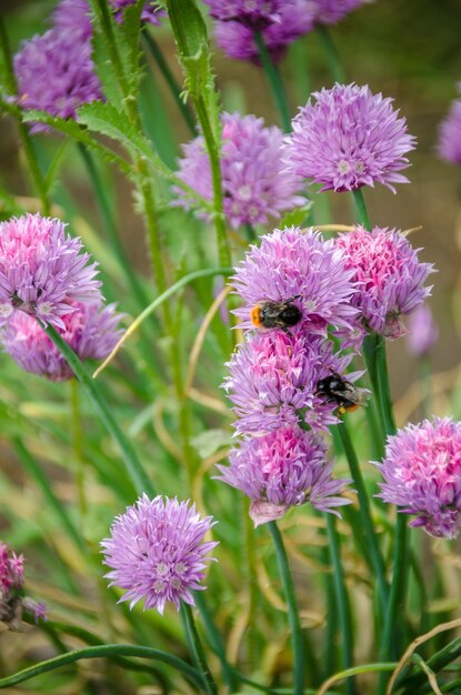 een bij op wilde bloemen