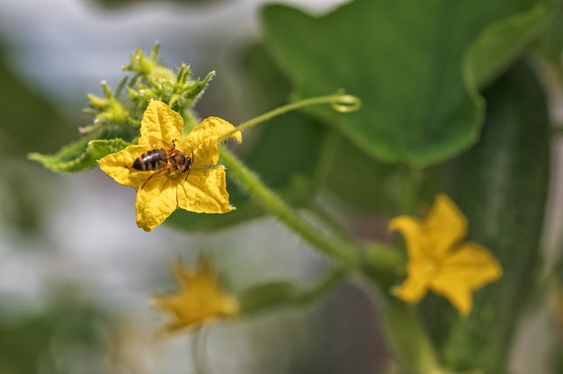 Een bij verzamelt nectar op een geel bloeiende komkommerbloem tussen grote groene bladeren