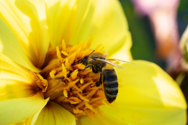 Een bij verzamelt nectar van een gele bloem op een zonnige zomerdag.