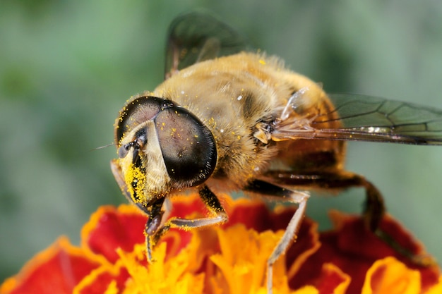 Een bij verzamelt stuifmeel en nectar, honing van een bloem