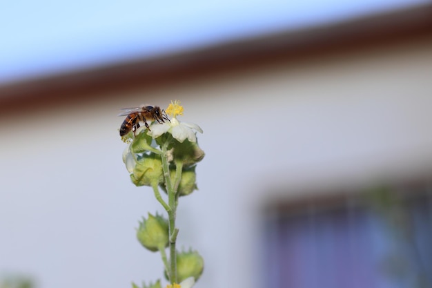 Een bij verzamelt stuifmeel van een knop van de Cistus monspeliensis-struik