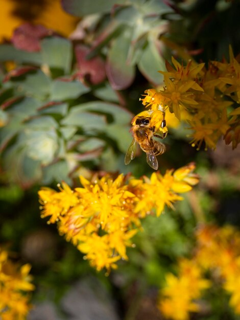 Een bij verzamelt stuifmeel van een sappige bloem Sedum acre op een zonnige dag in Griekenland