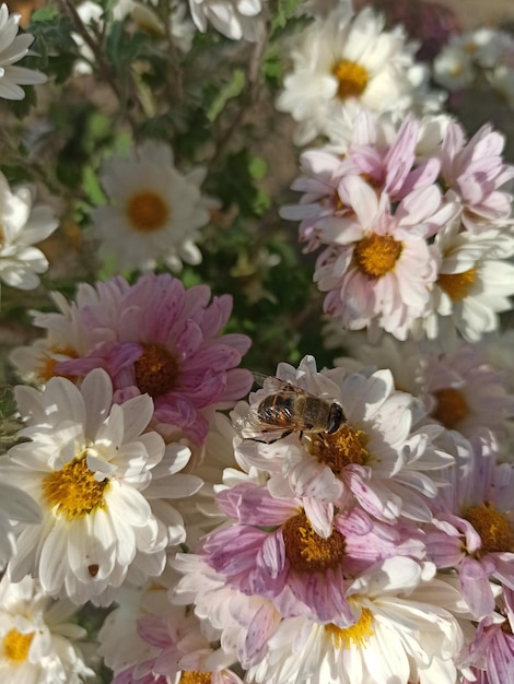 een bij zat op een witte chrysantenbloem