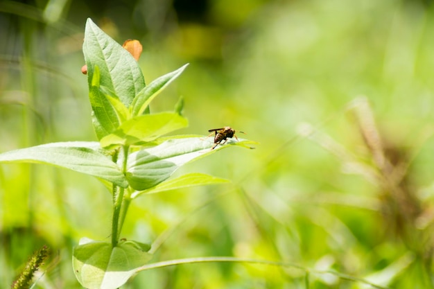 Een bij zit op een blad in de zon