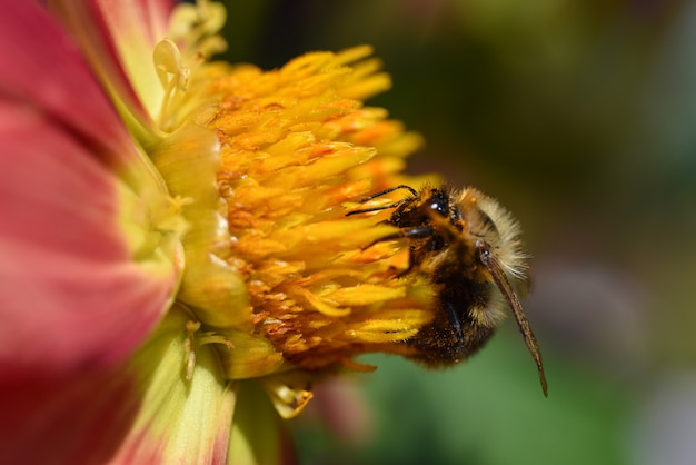 Een bij zit op een gele bloem