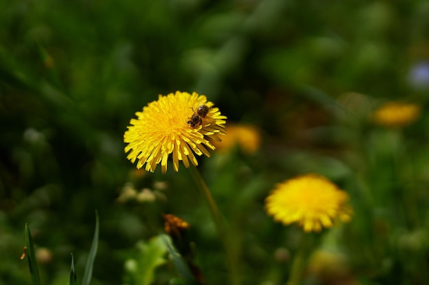 Een bij zit op een paardebloem paardebloemen op een zonnige lentedag