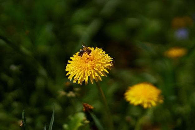 Een bij zit op een paardebloem paardebloemen op een zonnige lentedag