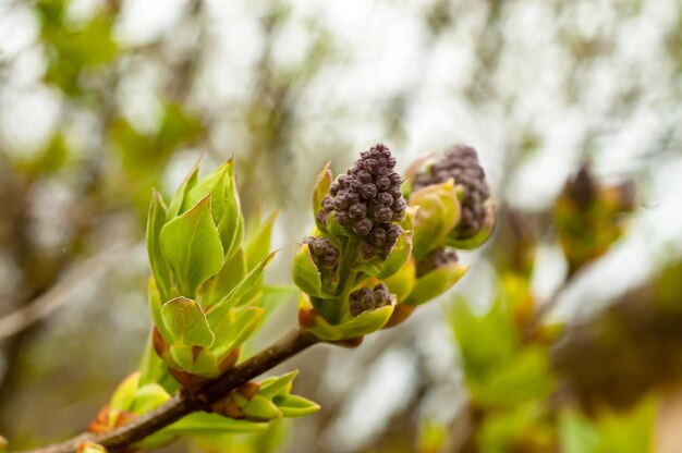 Een bij zit op een roze bloem