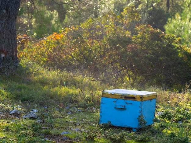 Een bijenkorf staat in een bos in een Grieks dorp