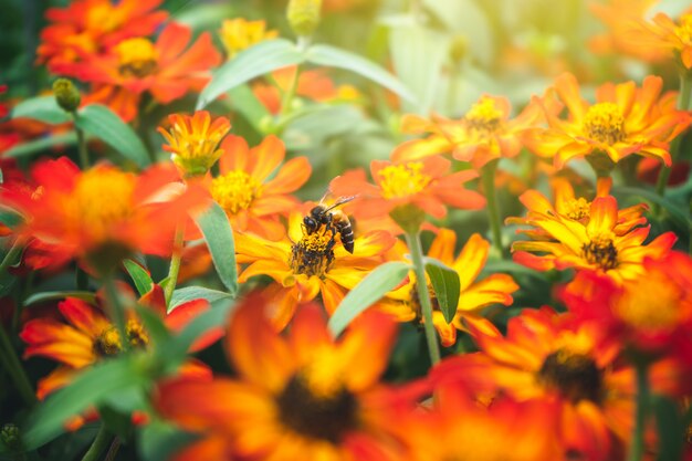 Een bijenzitting op een bloem