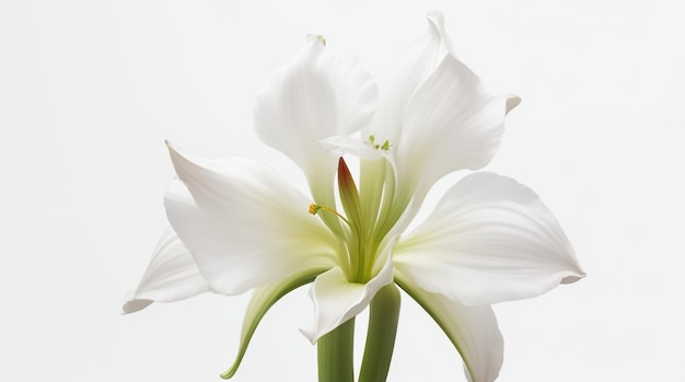 Een Bijzondere Elegantie Geïsoleerde Witte Achtergrond Amaryllis Bloem Behorend Tot Allure