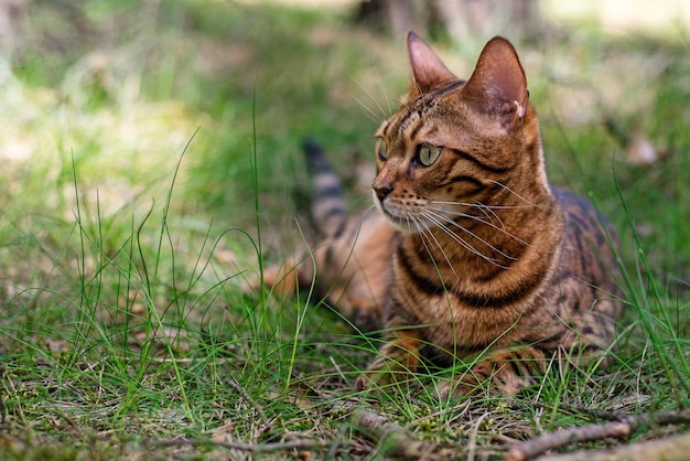 Een binnenlandse Bengaalse kat ligt op het groene gras en kijkt naar de zijkant. Kitten loopt op een weiland in de tuin.