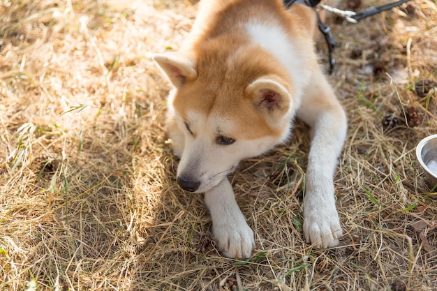 Foto een binnenlandse rode hond van het ras shiba inu ligt op het droge gras met een droevig gezicht, het huisdier kijkt opzij