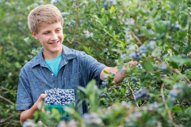 Een biologische fruitboerderij Een familie die de bessen uit de struiken plukt