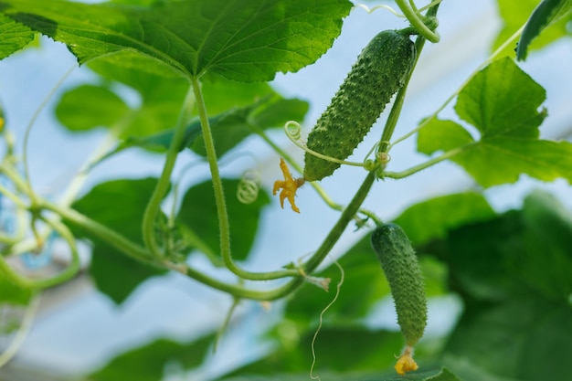 Een biologische kas vol komkommerplanten Landbouw