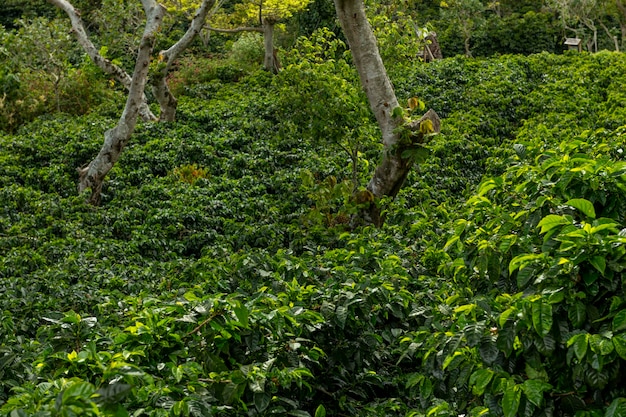 Een biologische koffieboerderij in de bergen van Panama met rode koffiebessen Chiriqui hooglanden Panama