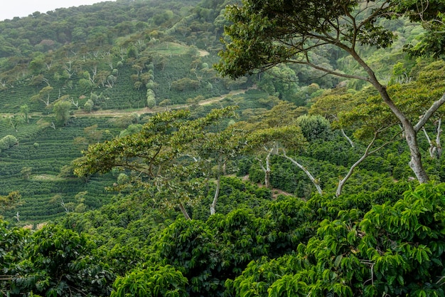 Een biologische koffieboerderij in de bergen van Panama met rode koffiekersen Chiriqui Panama