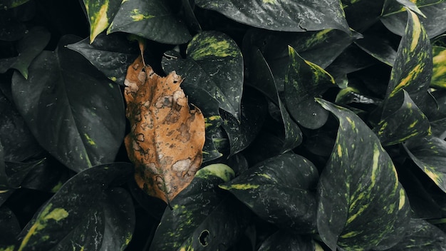 Foto een blad dat aan een plant zit