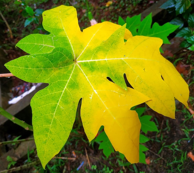 Foto een blad dat groen en geel van kleur is